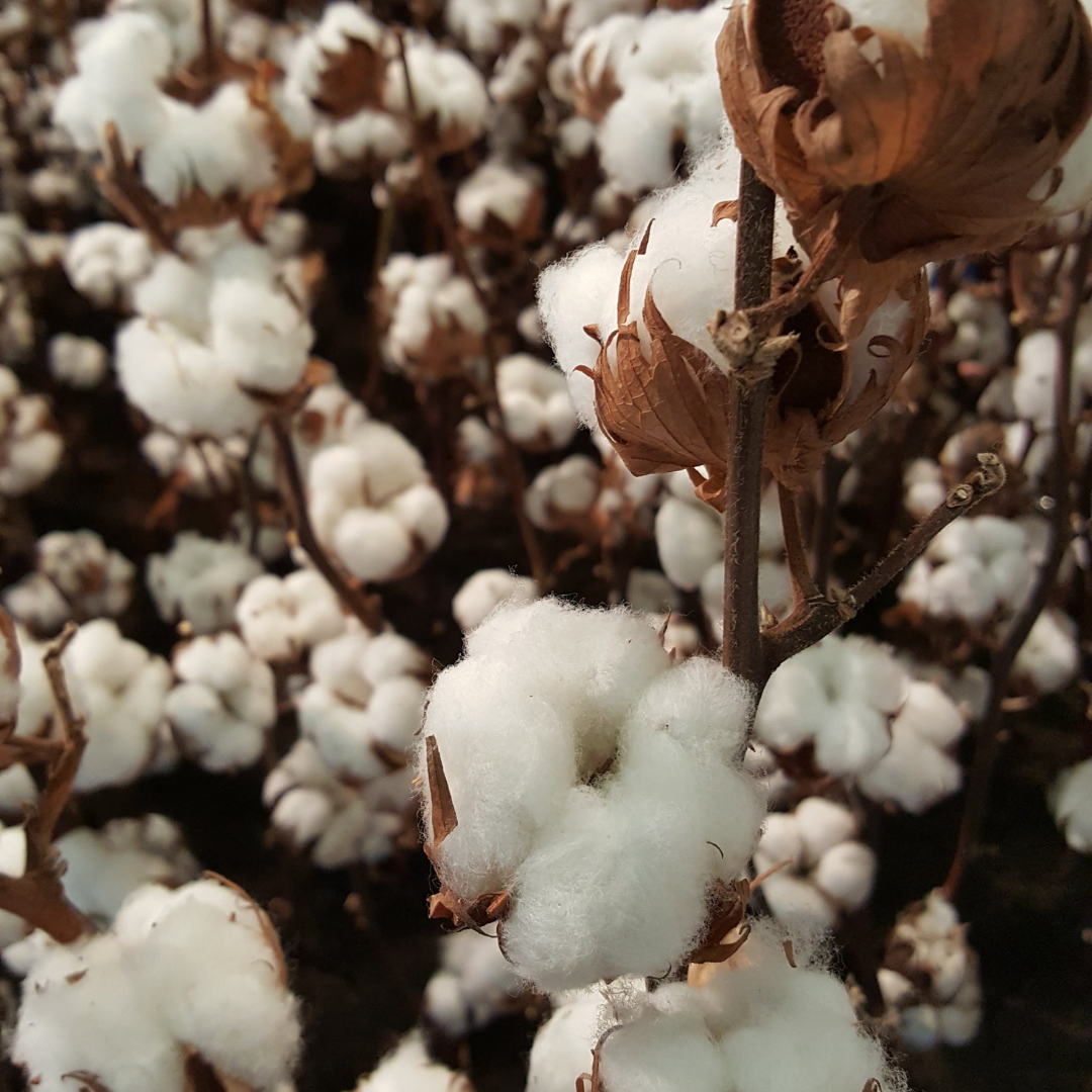 Close-up of cotton bolls on a plant with a blurred background