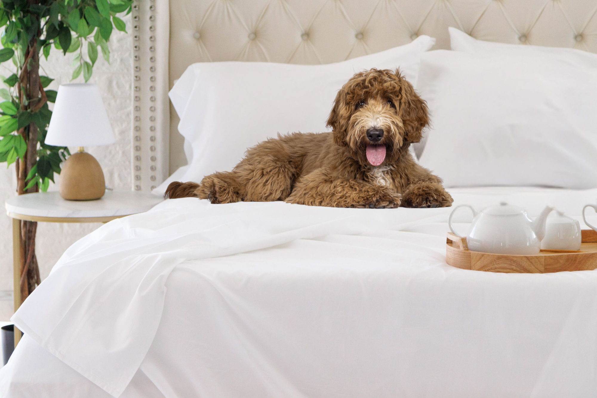 Trees & Hugs™ - Signature Seam White Organic Cotton Sheet set