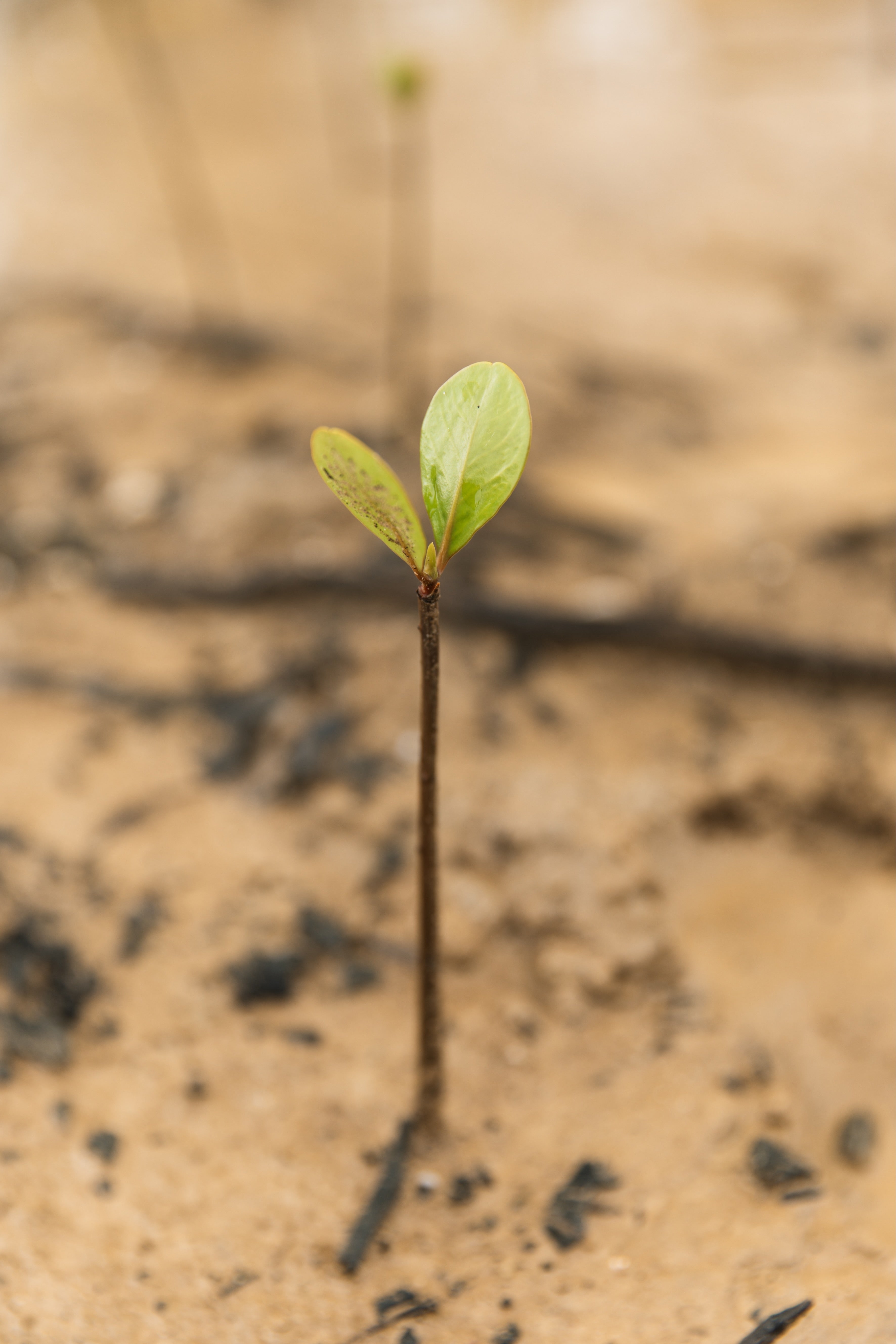 Trees and Hugs organic cotton bed sheets eco-friendly promise symbolized by a fresh seedling in soil