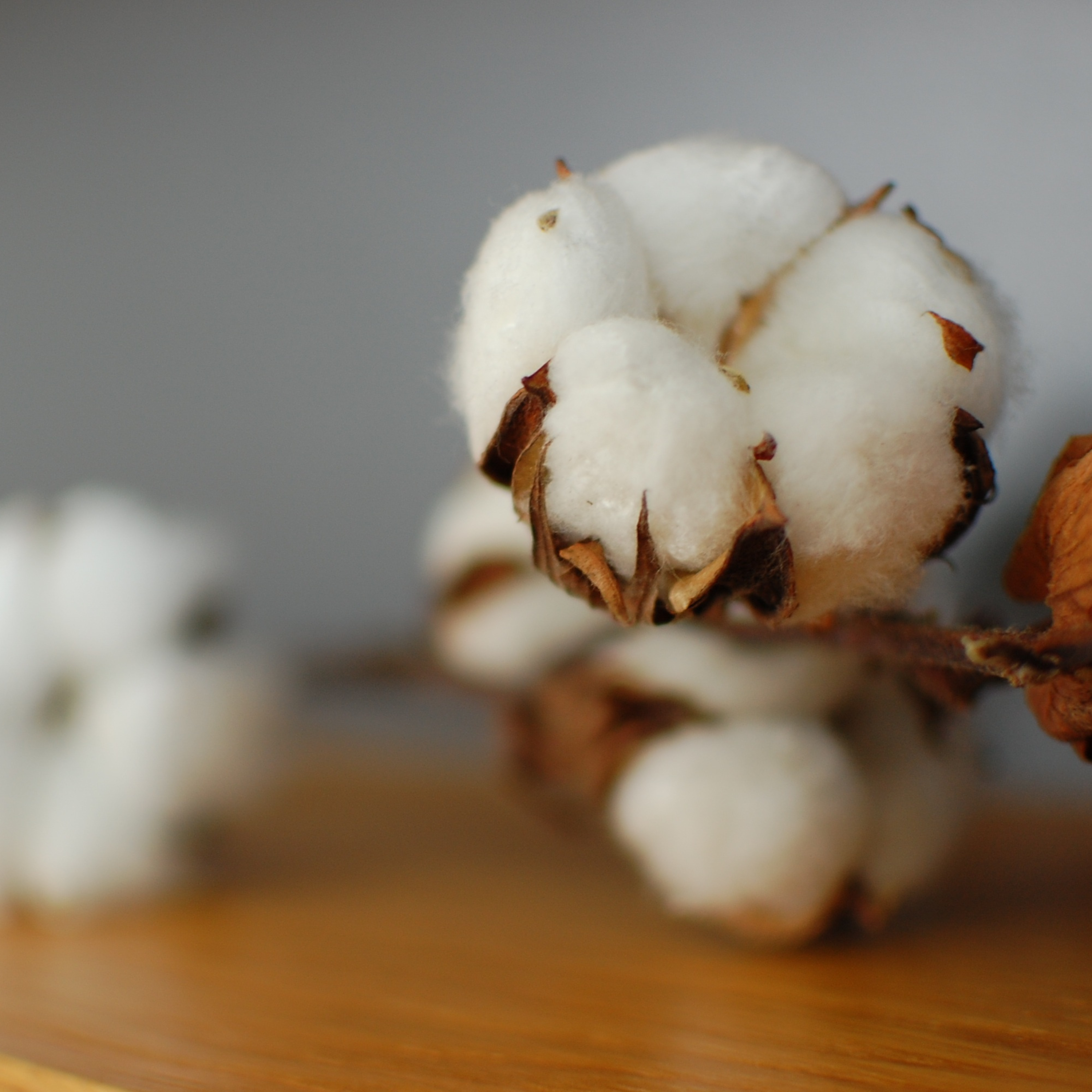 Beautiful closely focused cotton bud