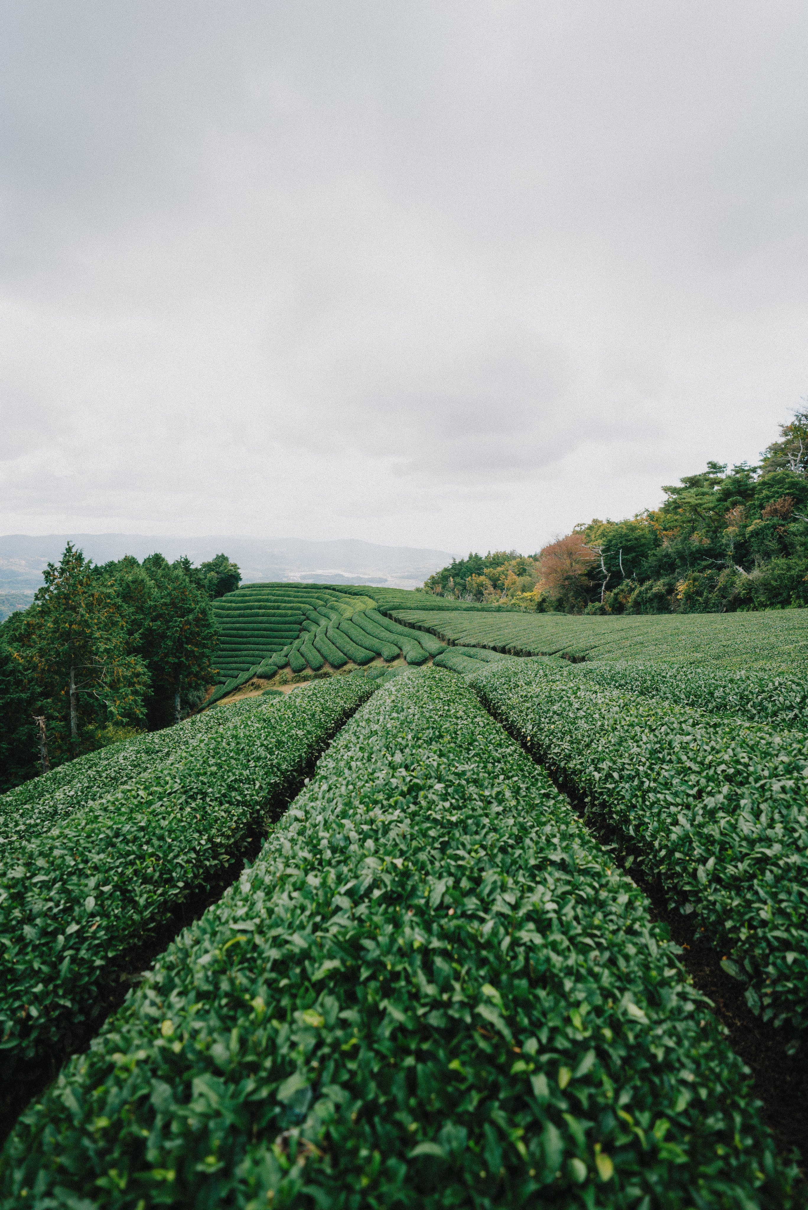 Green fields