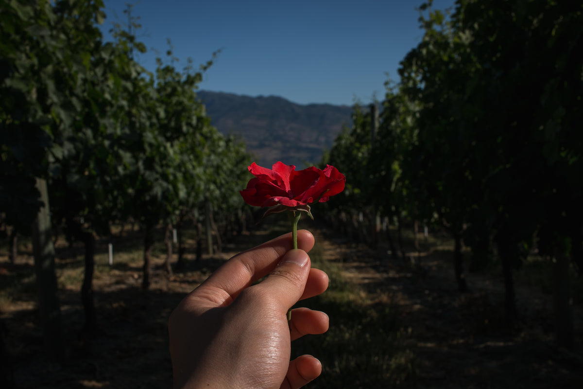 hand-holding-red-flower-in-front-of-orchard.jpg