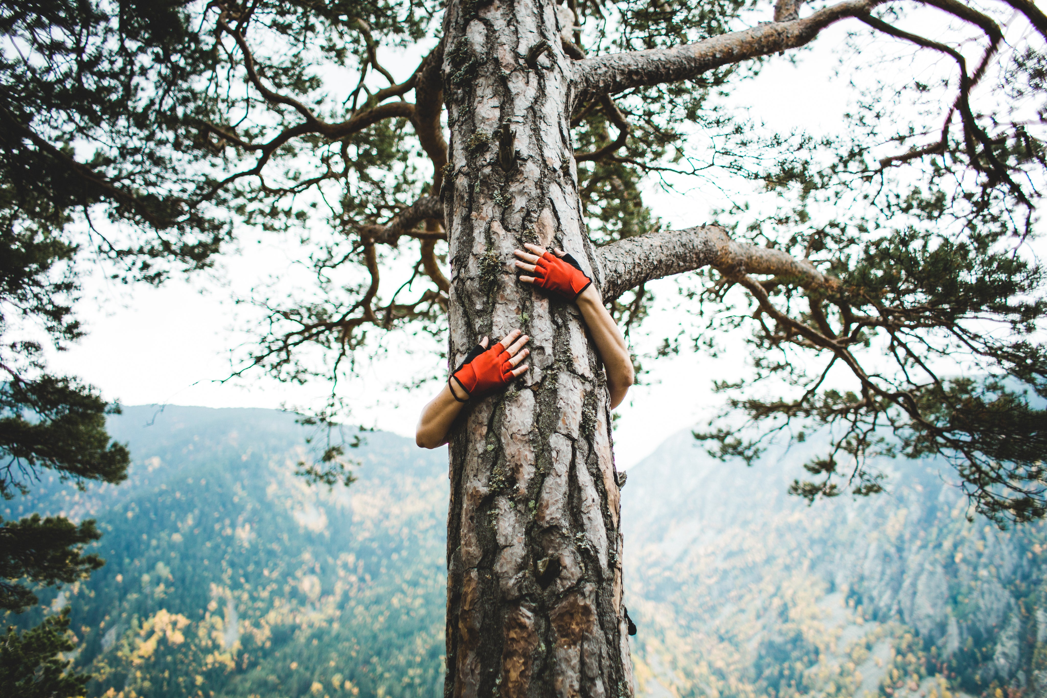 tree-hugger.jpg